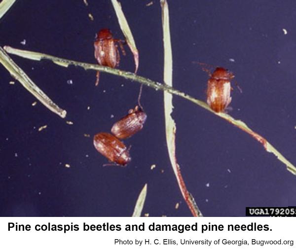 Pine colaspis beetles 